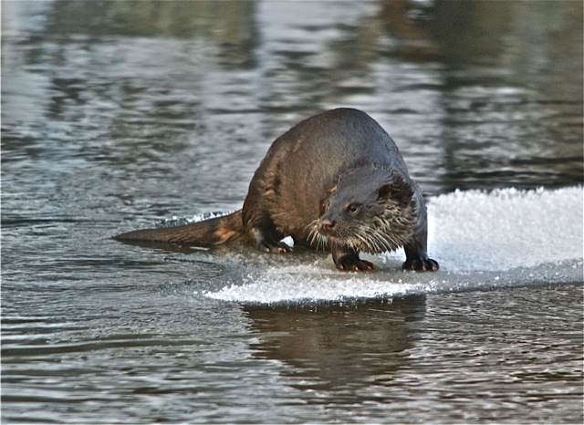 Valokuvaaja: Markku Ranta-Eilola  (mre)