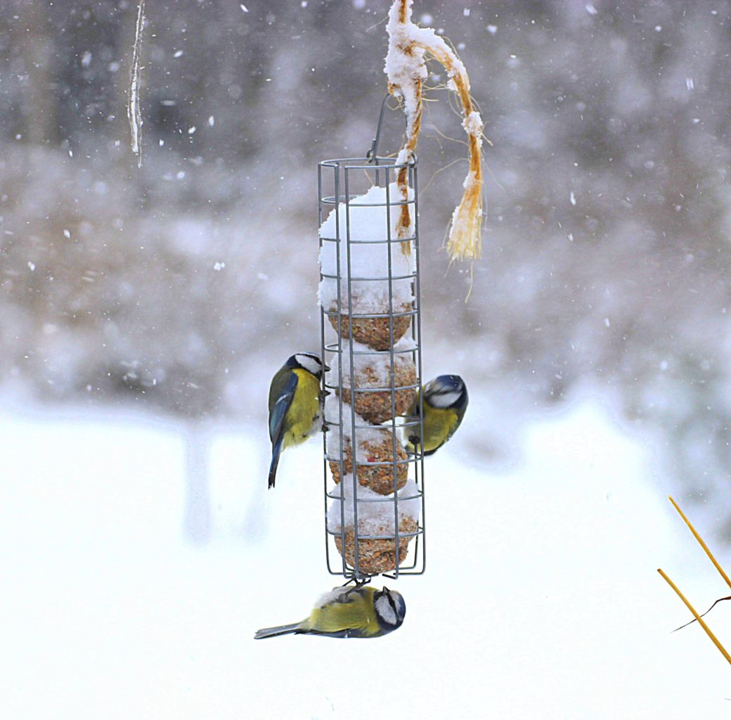 Valokuvaaja: Irja lehtinen