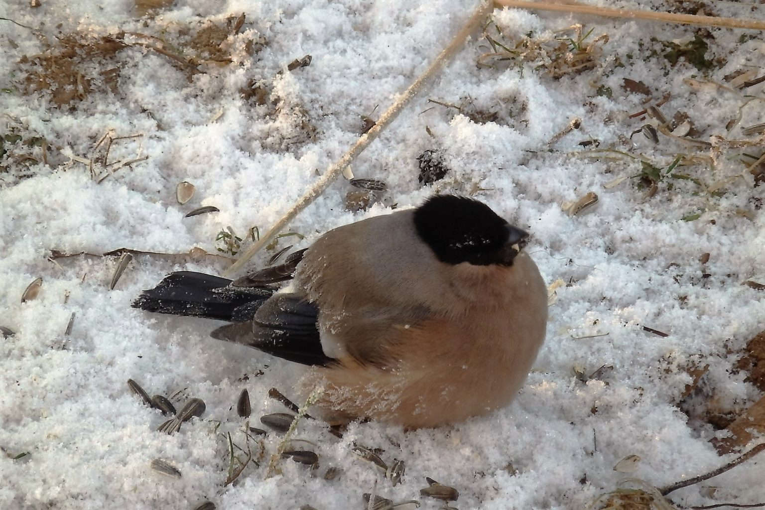 Valokuvaaja: Marja-Liisa Paavola