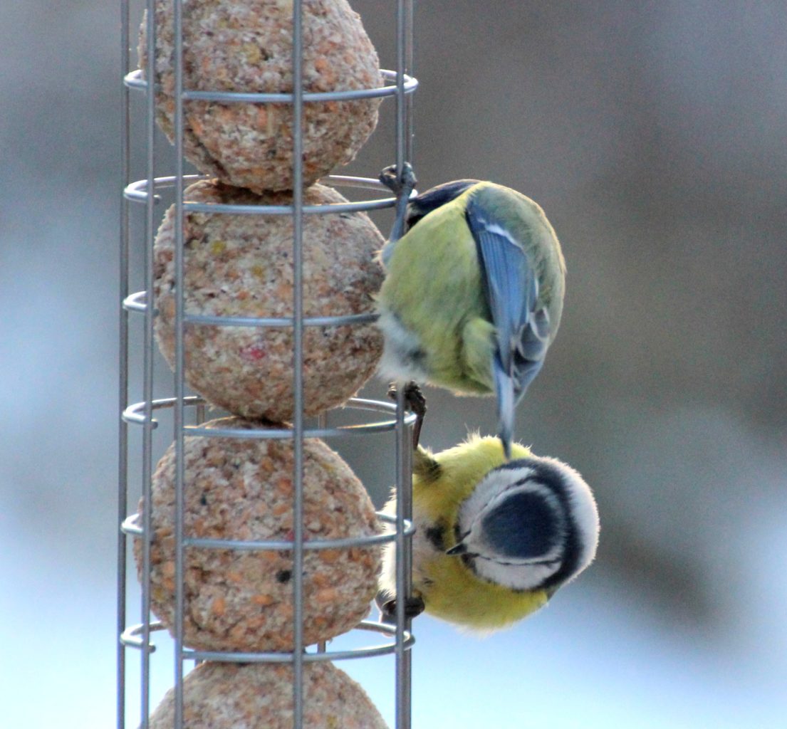 Valokuvaaja: Irja lehtinen Valokuvaaja: Irja lehtinen