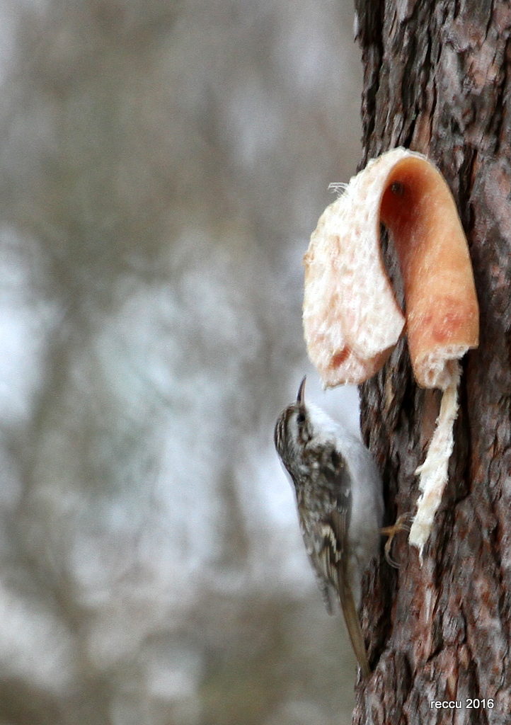 Valokuvaaja: reijo lehtonen