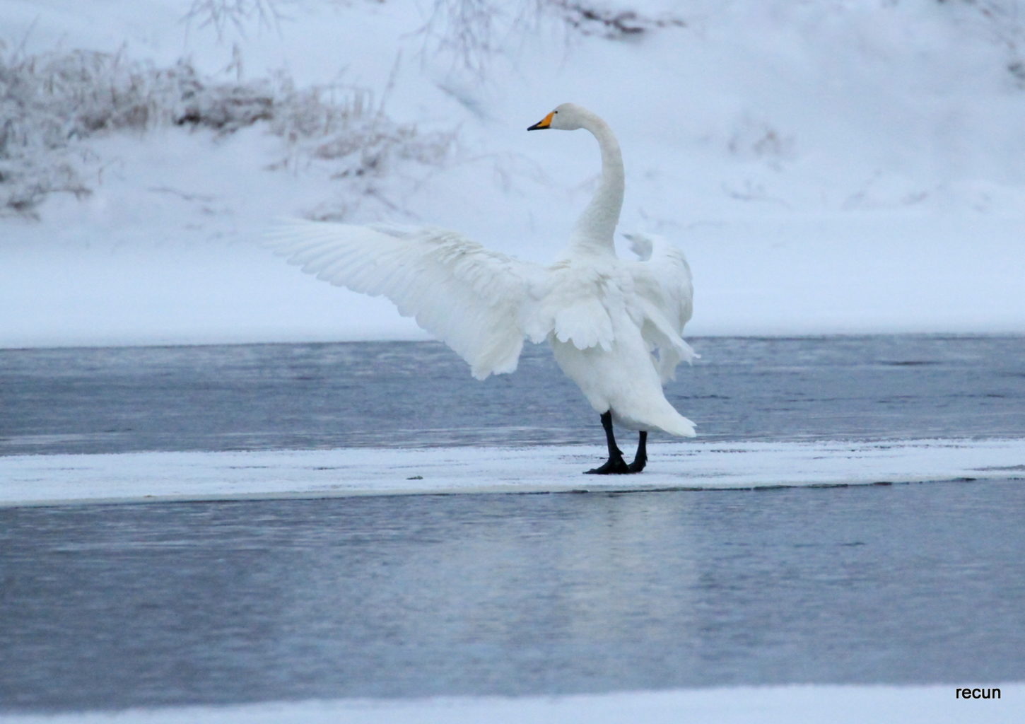 Valokuvaaja: reijo lehtonen
