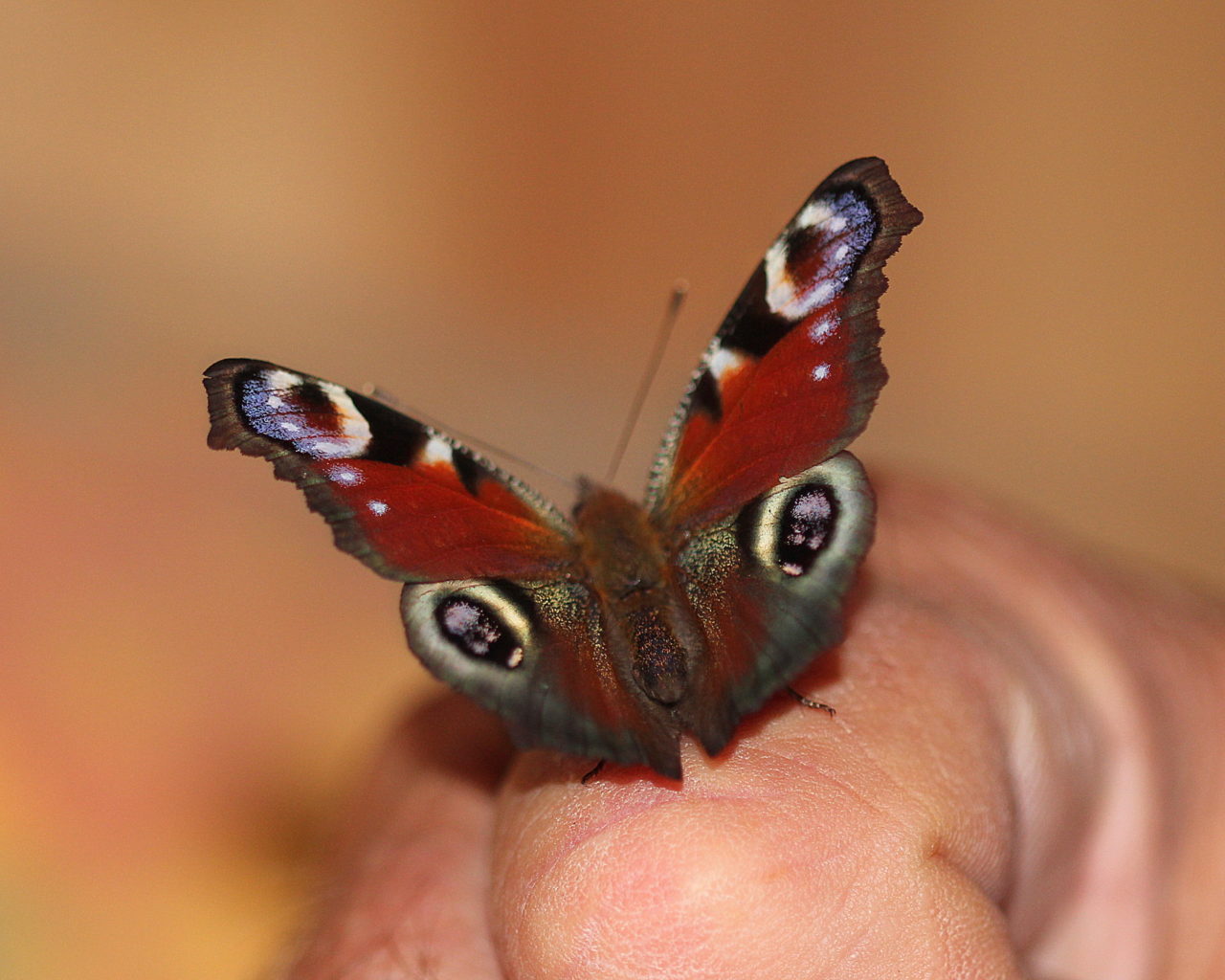 Valokuvaaja: Sirpa Jyske