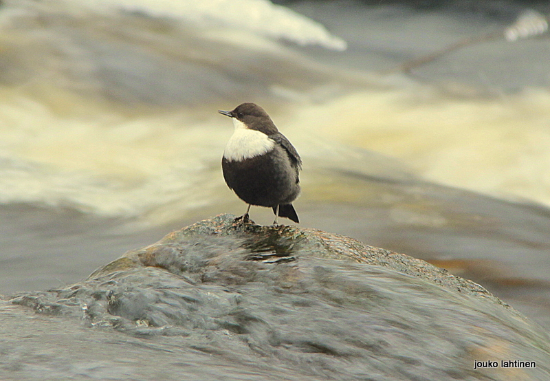 Valokuvaaja: Jouko Lahtinen