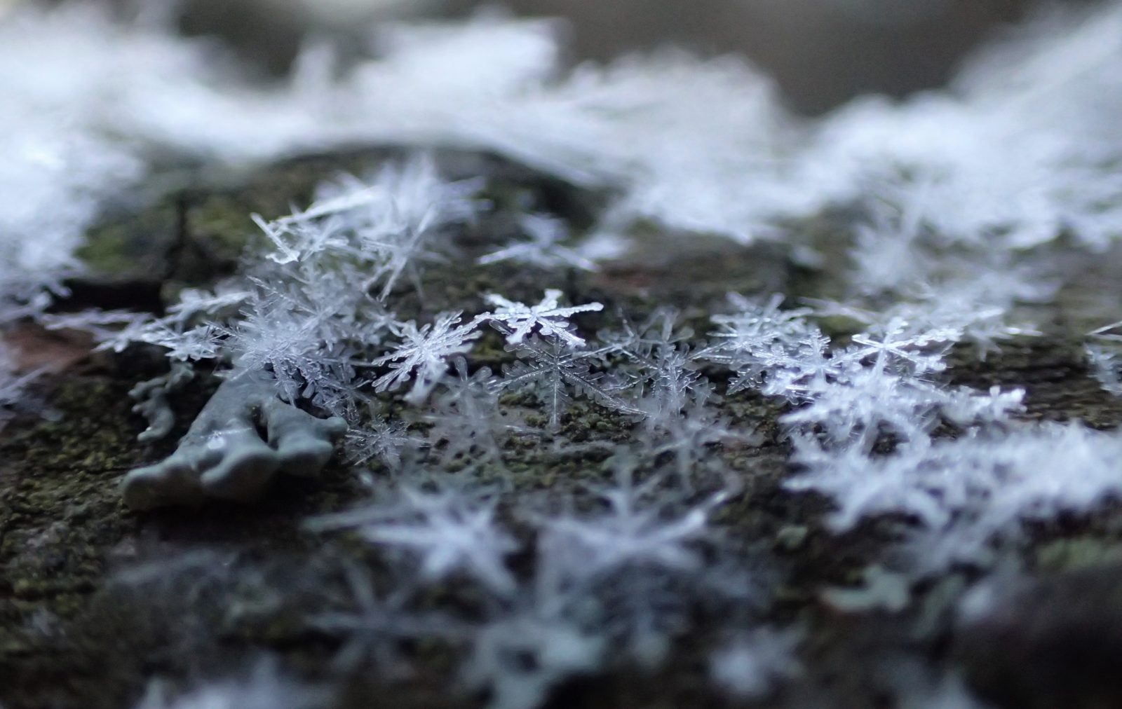 Valokuvaaja: Pirjo Salo