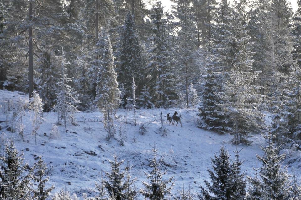 Valokuvaaja: Jenni Merilä Valokuvaaja: Jenni Merilä