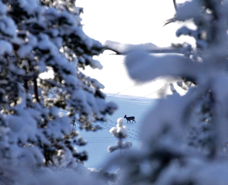 Valokuvaaja: Jenni Merilä