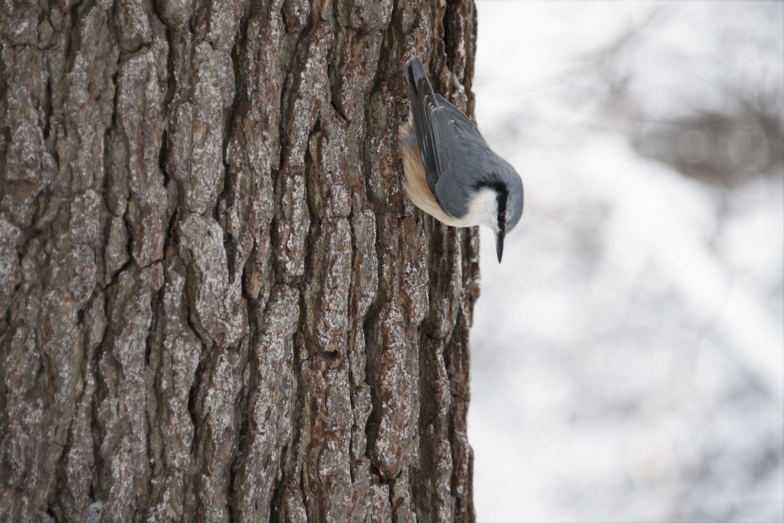 Valokuvaaja: Carl Irjala