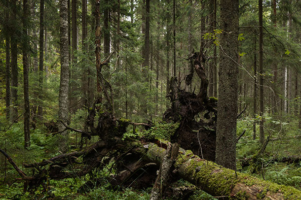 Suomen metsäisin metsä löytyi Sipoonkorven kansallispuistosta