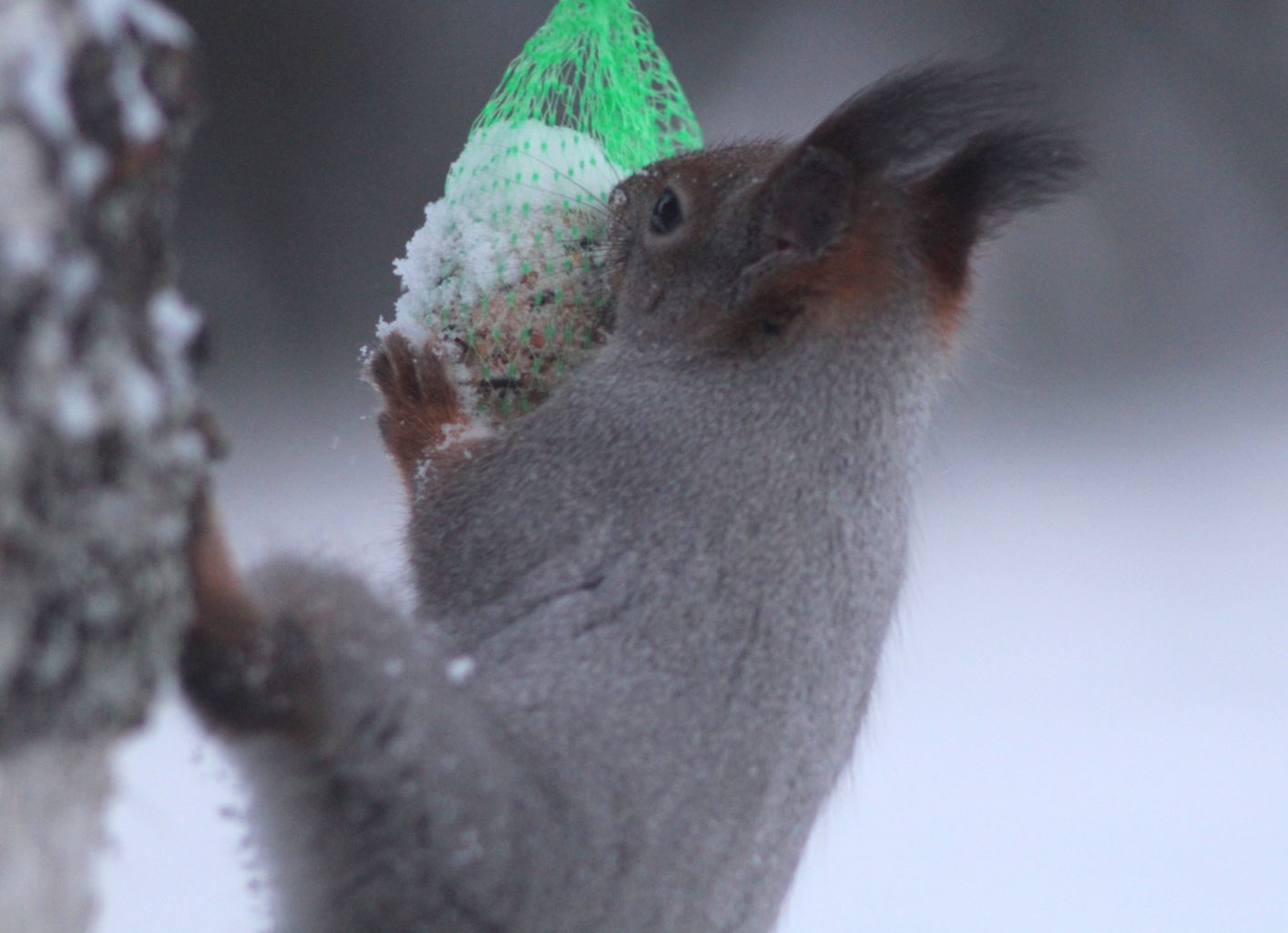 Valokuvaaja: Kalle Asikainen
