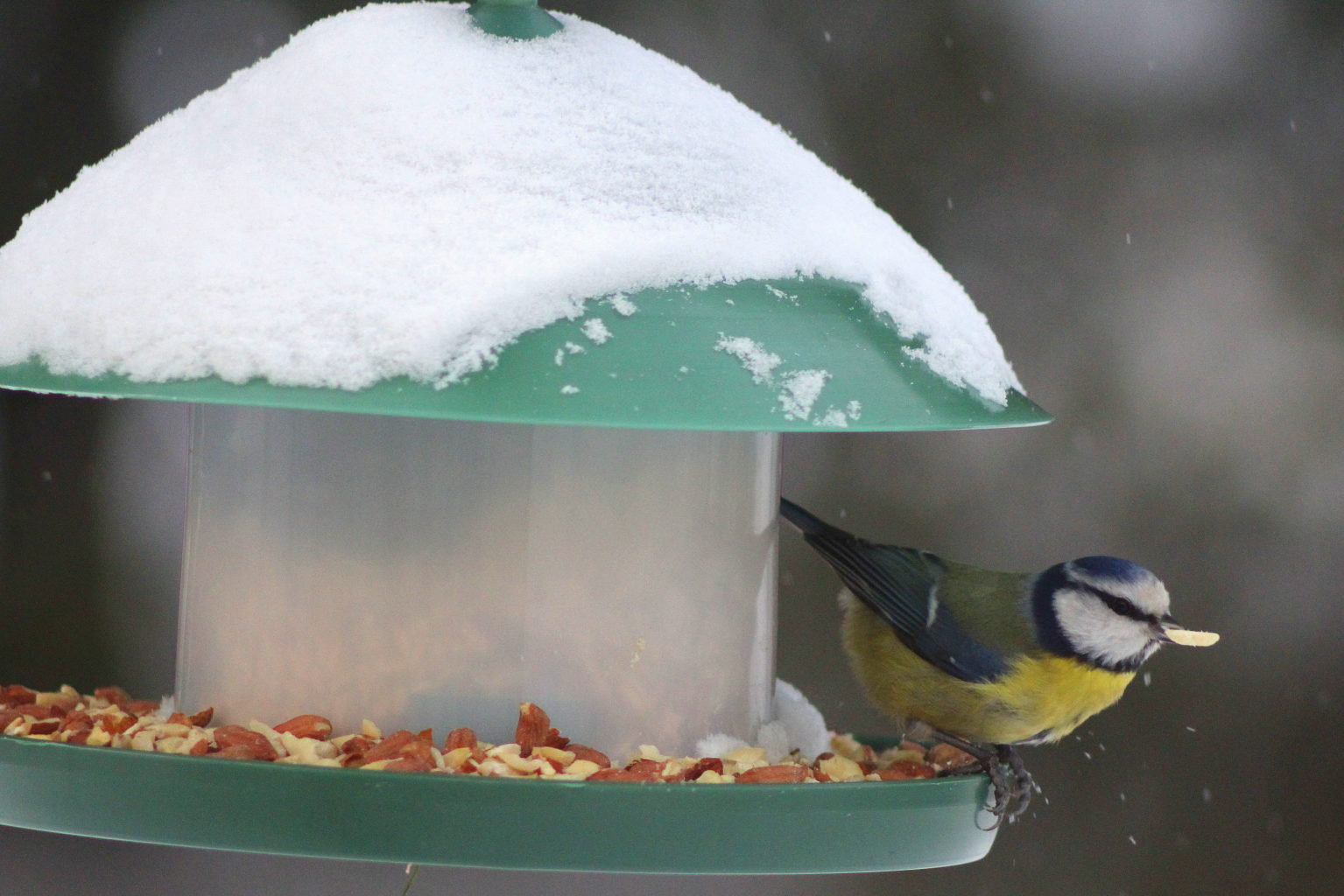 Valokuvaaja: Kalle Asikainen