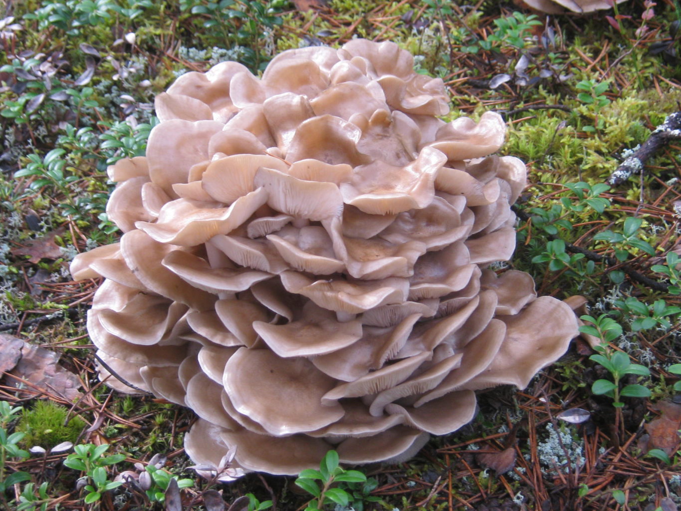 Valokuvaaja: Leena Pitkänen