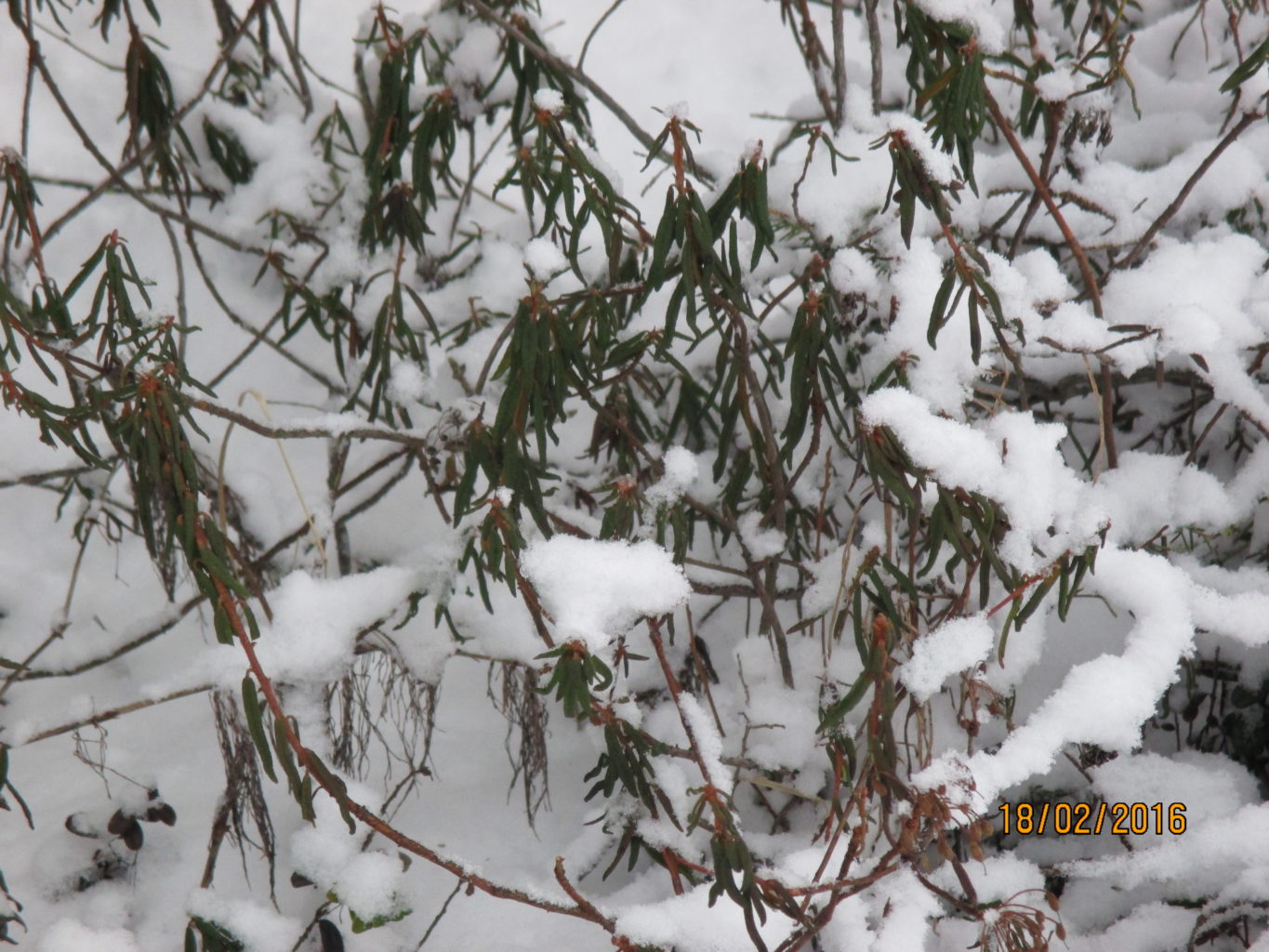 Valokuvaaja: yrjo lukkari Valokuvaaja: yrjo lukkari