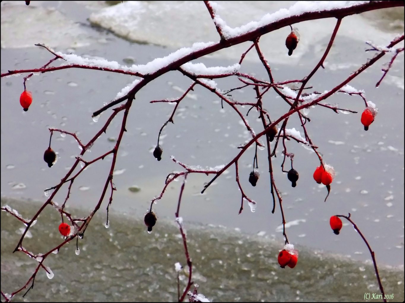 Valokuvaaja: Kari Saarinen