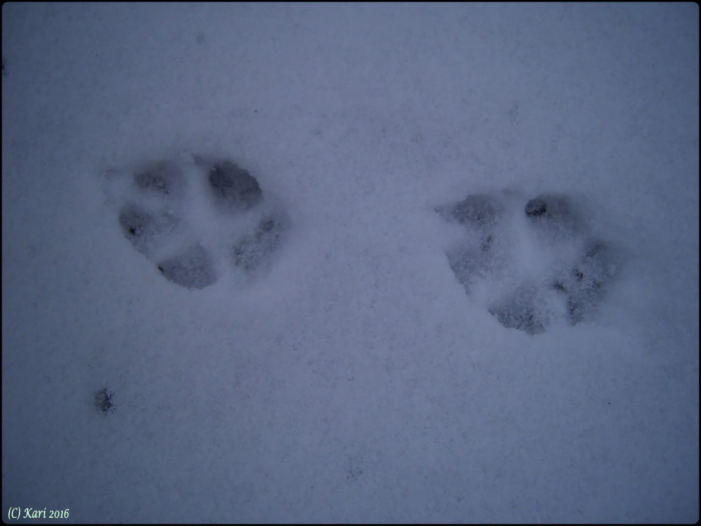 Valokuvaaja: Kari Saarinen Valokuvaaja: Kari Saarinen