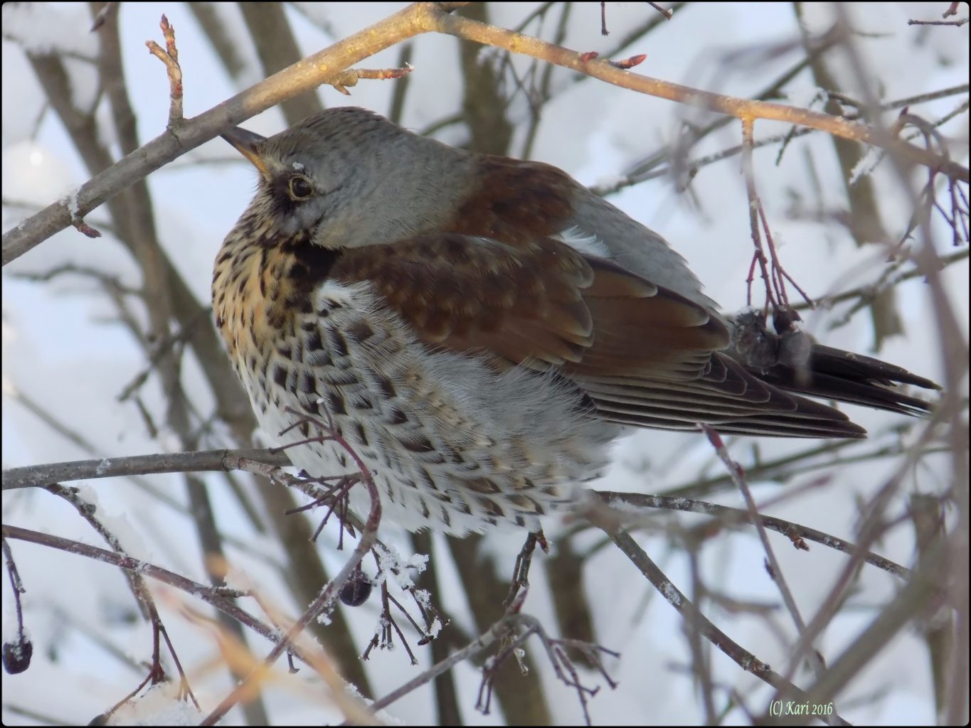 Valokuvaaja: Kari Saarinen