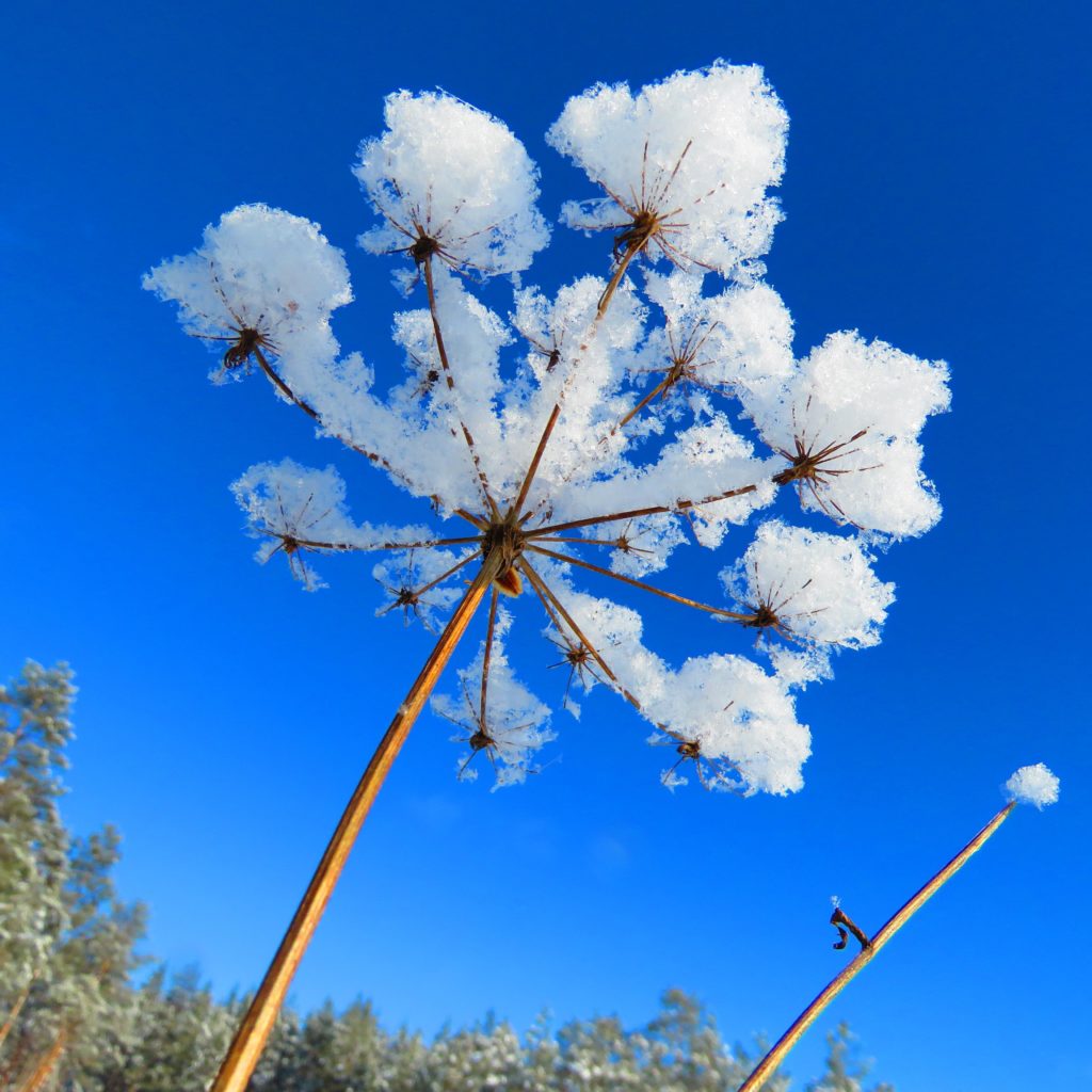 Valokuvaaja: Anu Kokkila
