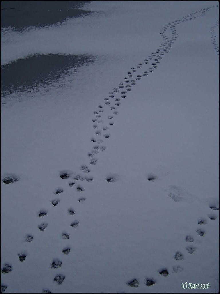 Valokuvaaja: Kari Saarinen