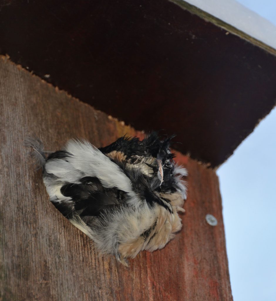 Valokuvaaja: Heli Korhonen