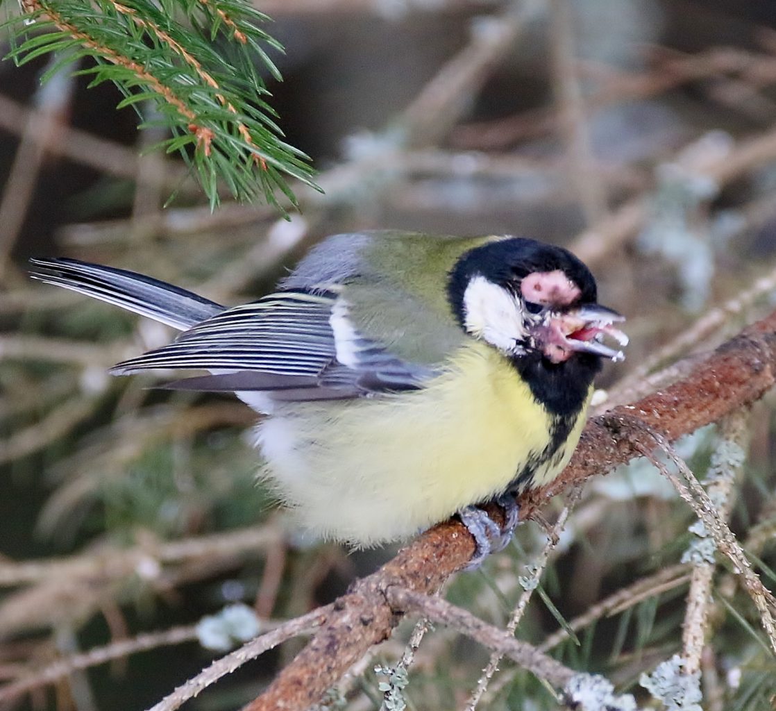 Valokuvaaja: Tuula Pirnes