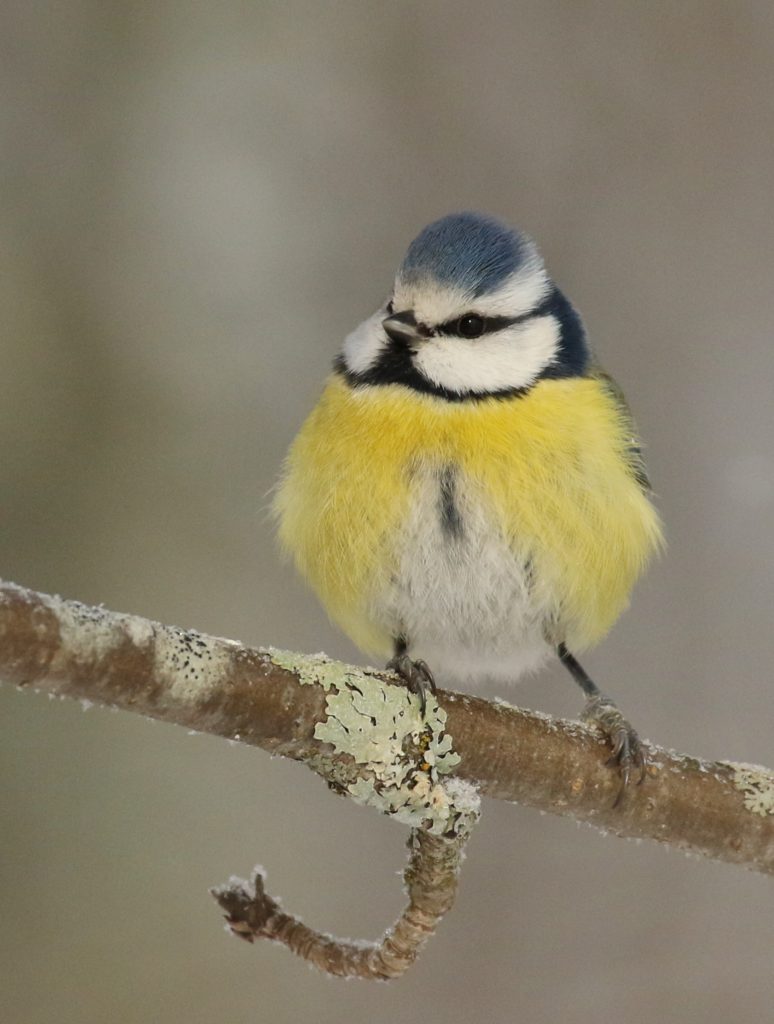 Valokuvaaja: Päivi Ronkainen