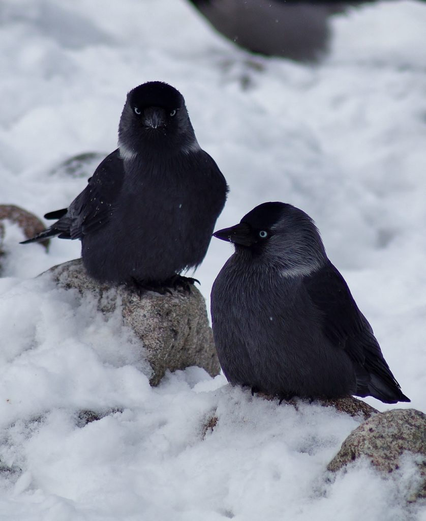 Valokuvaaja: Maarit Siitonen