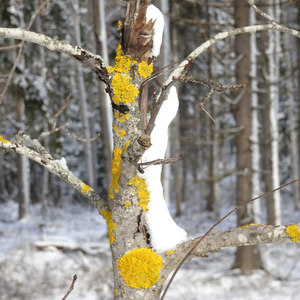 Valokuvaaja: Irja lehtinen Valokuvaaja: Irja lehtinen