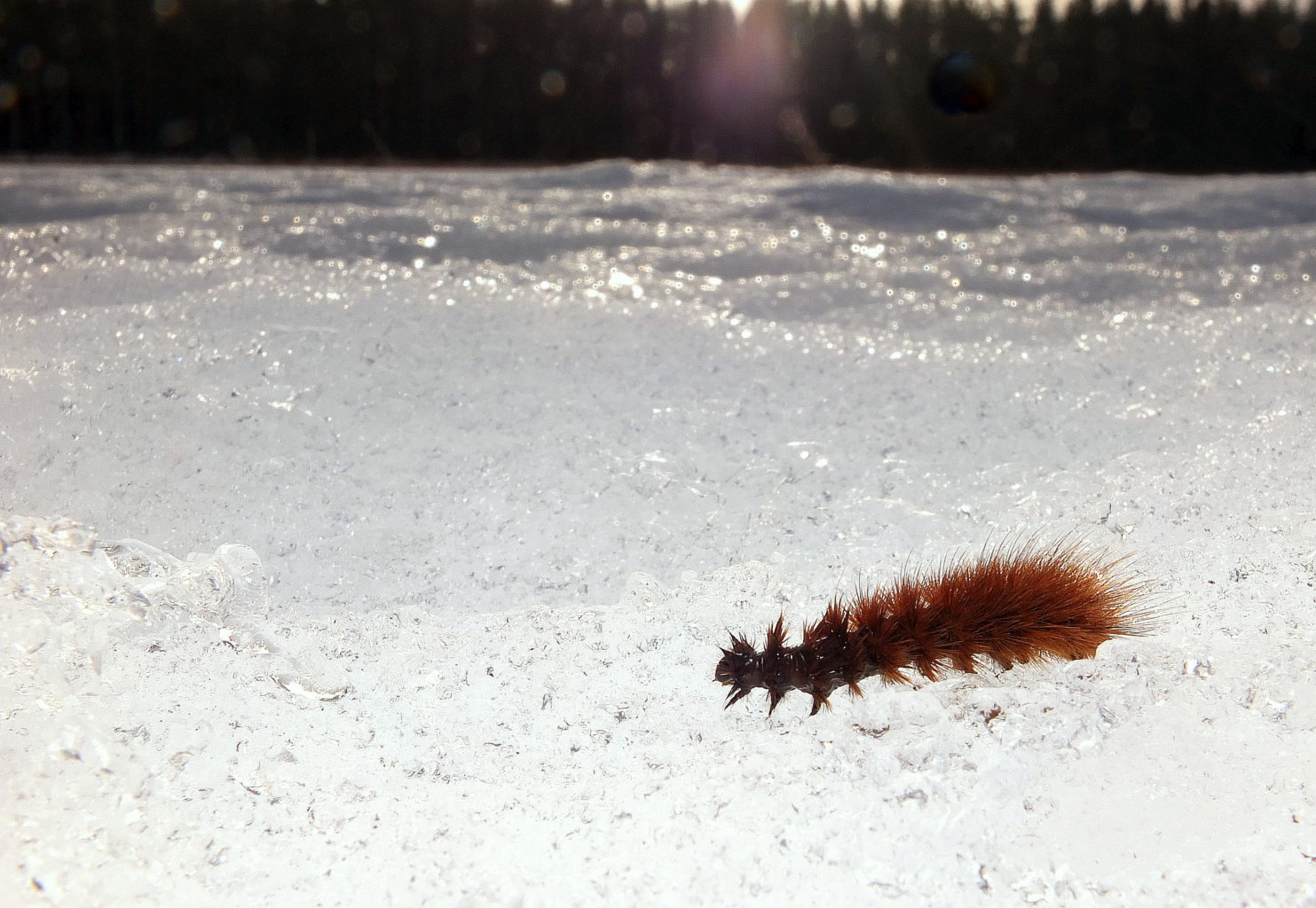 Valokuvaaja: Hannu Rasiranta