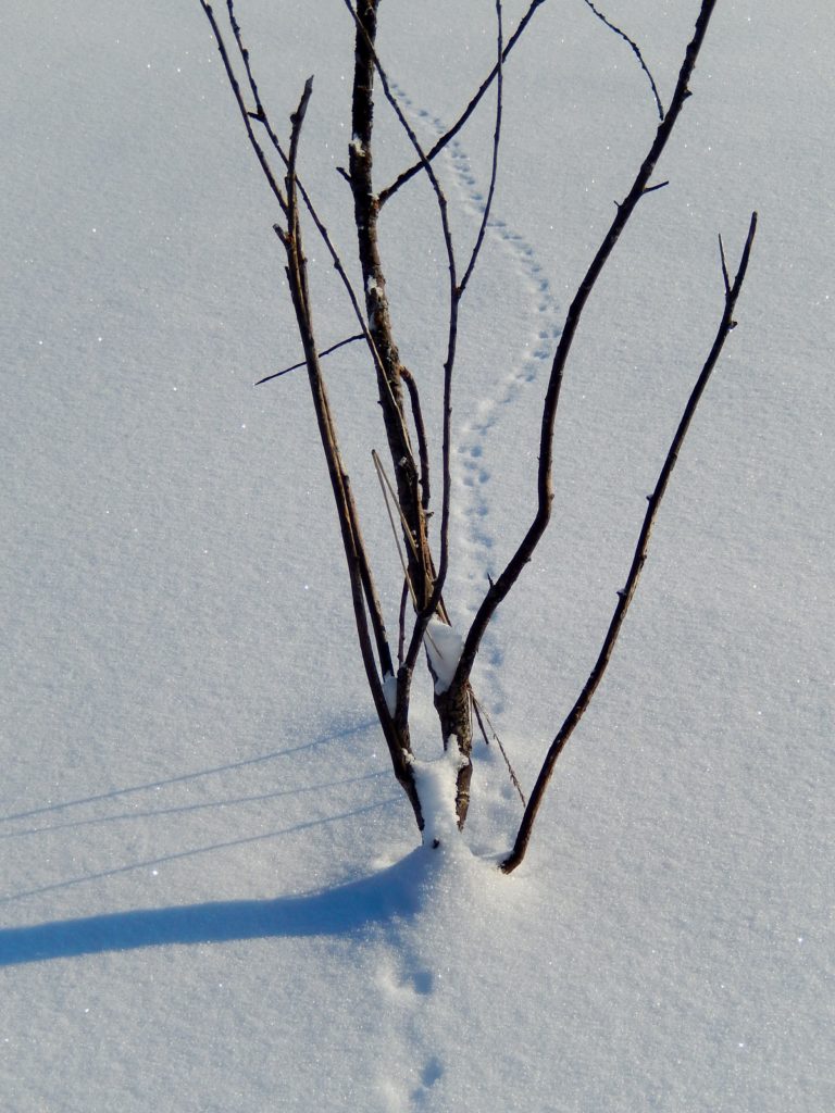 Valokuvaaja: Pirkko Siukonen