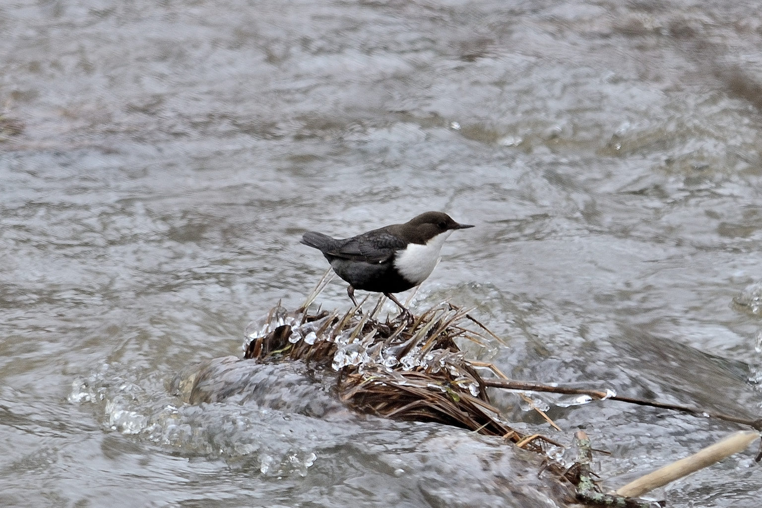 Valokuvaaja: Rauno Mäkinen
