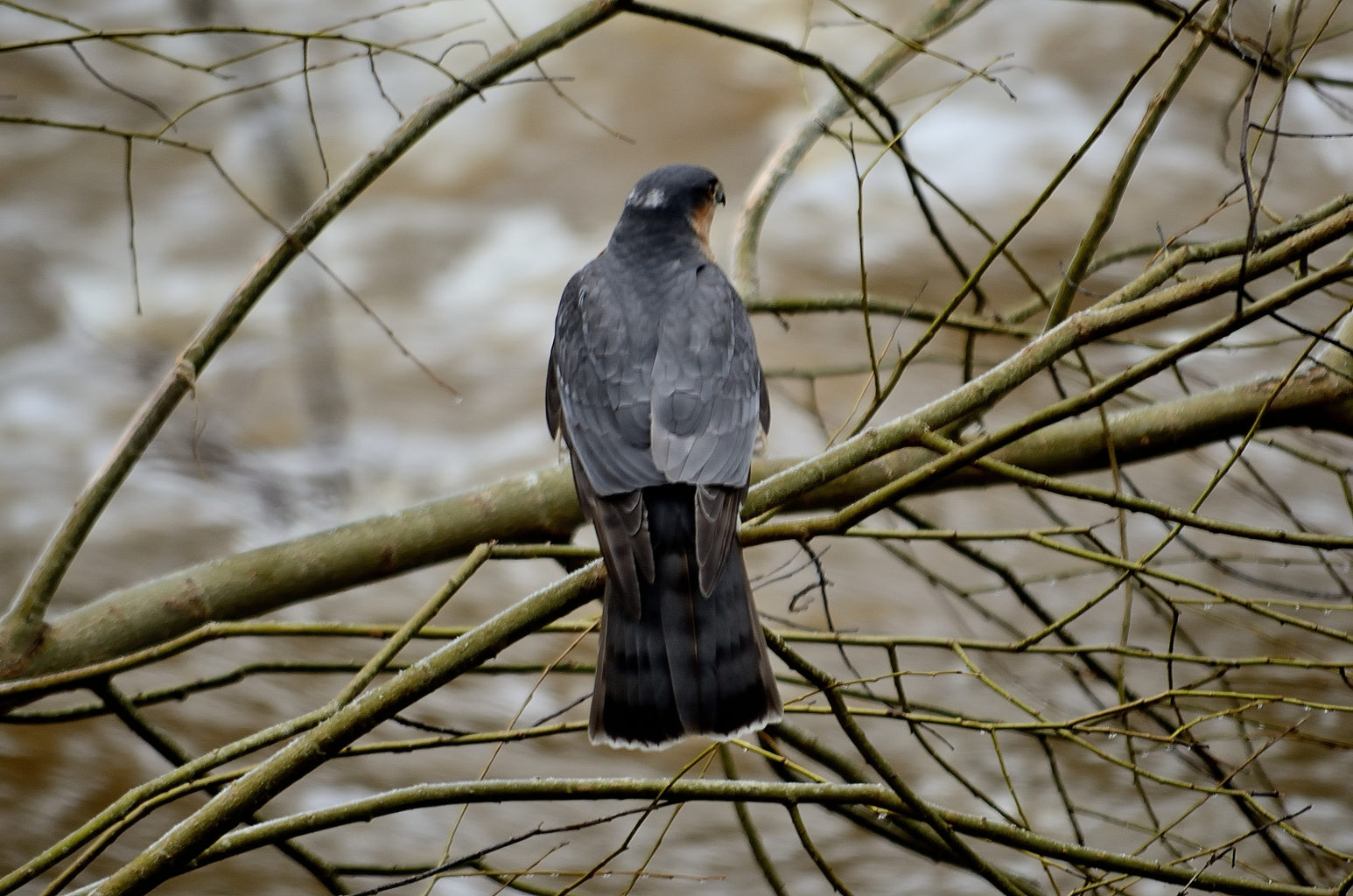 Valokuvaaja: Rauno Mäkinen