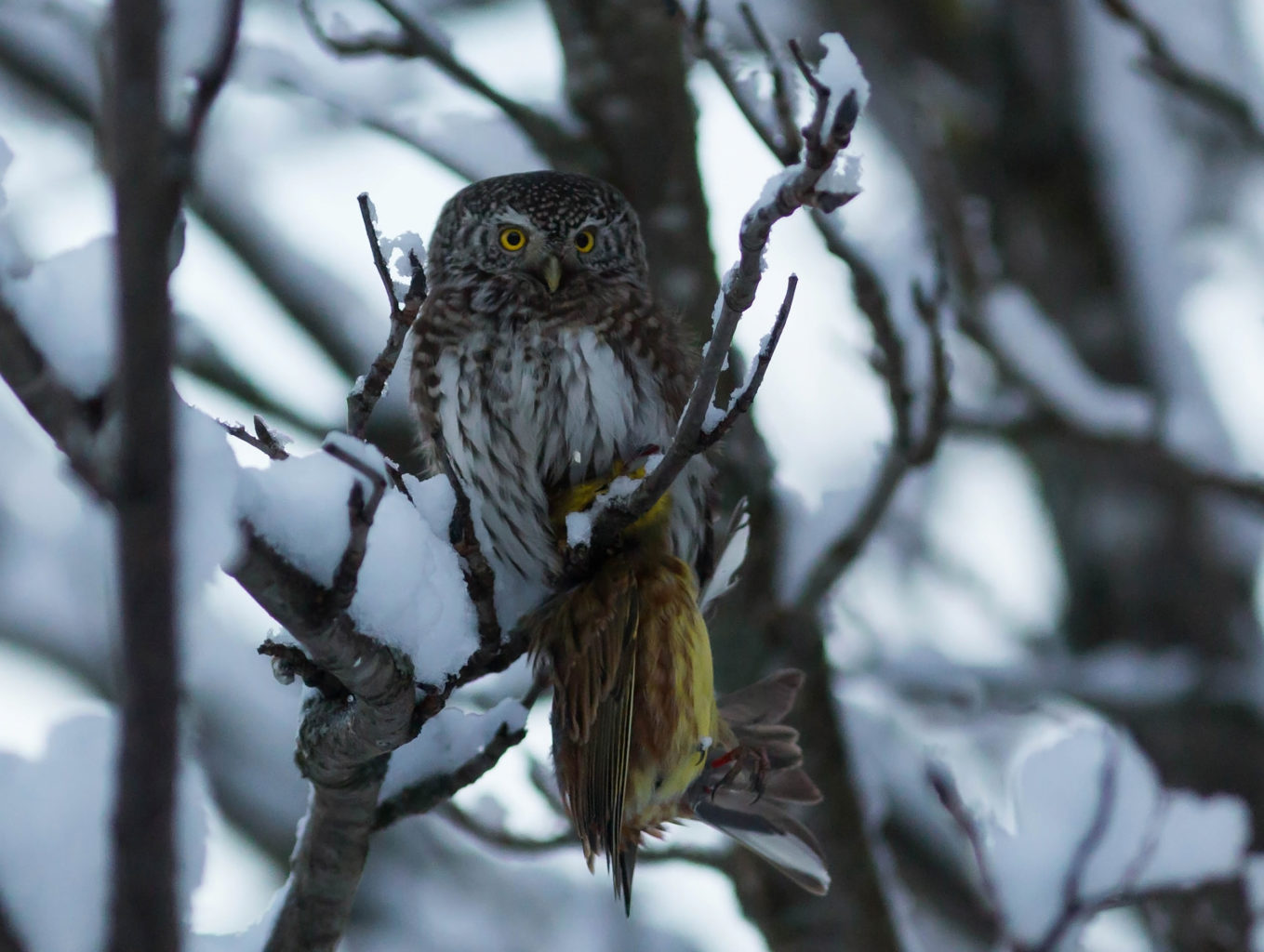 Valokuvaaja: Irma Kortekallio