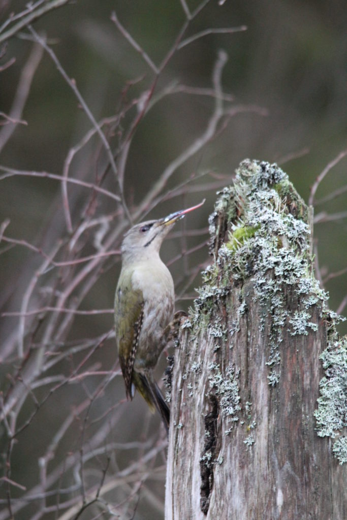 Valokuvaaja: Juhani Stén