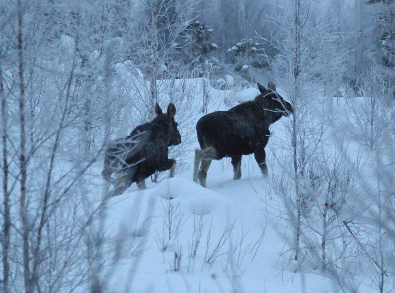 Valokuvaaja: Sirpa jyske