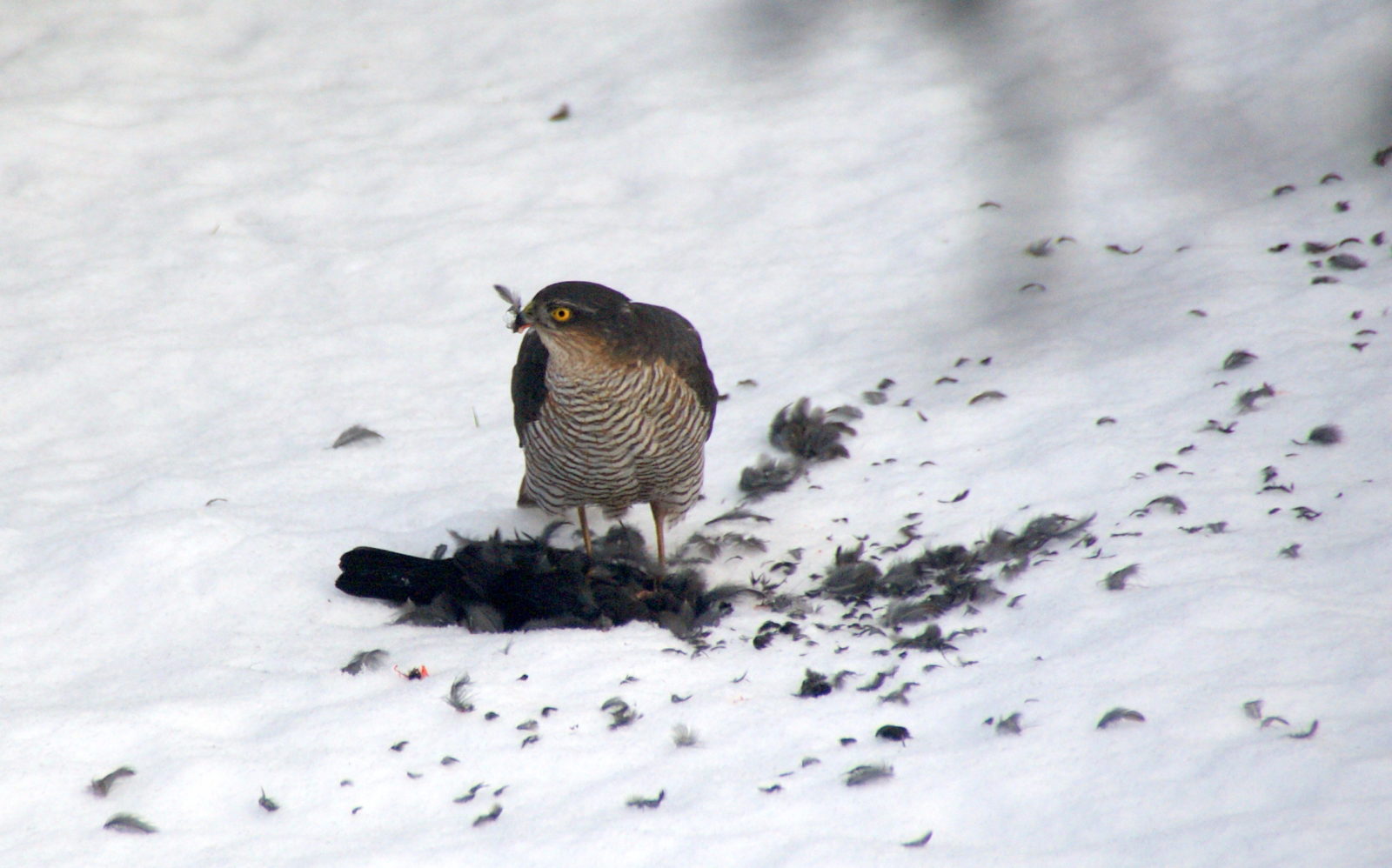 Valokuvaaja: Jaakko Kares