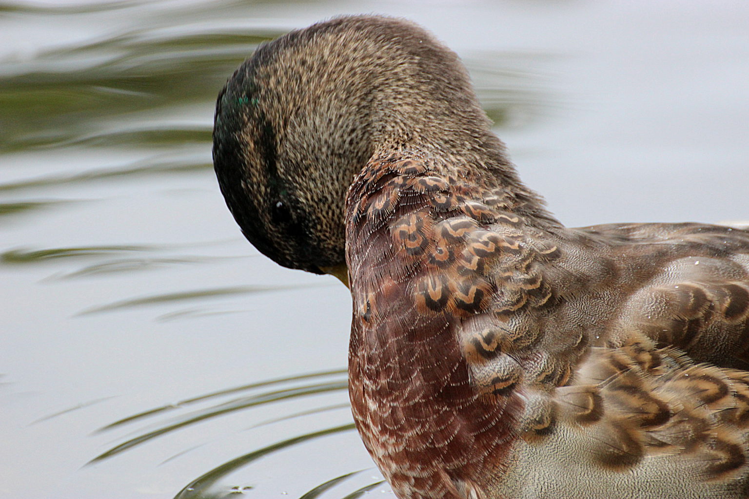 Valokuvaaja: Irja lehtinen