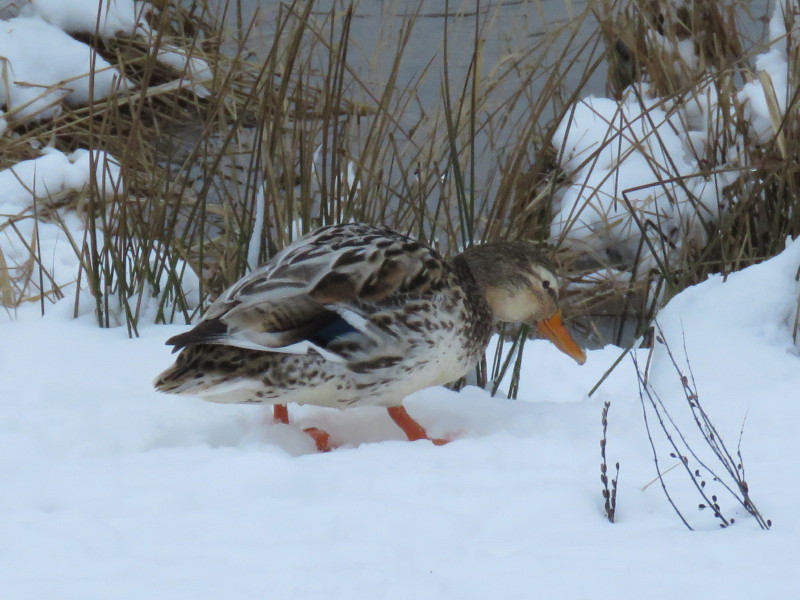 Valokuvaaja: Liisa Johansson