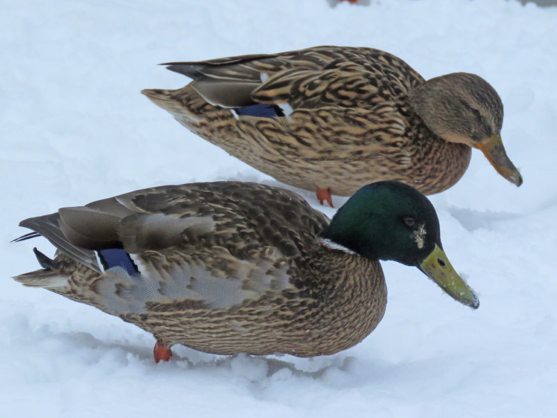 Valokuvaaja: Liisa Johansson