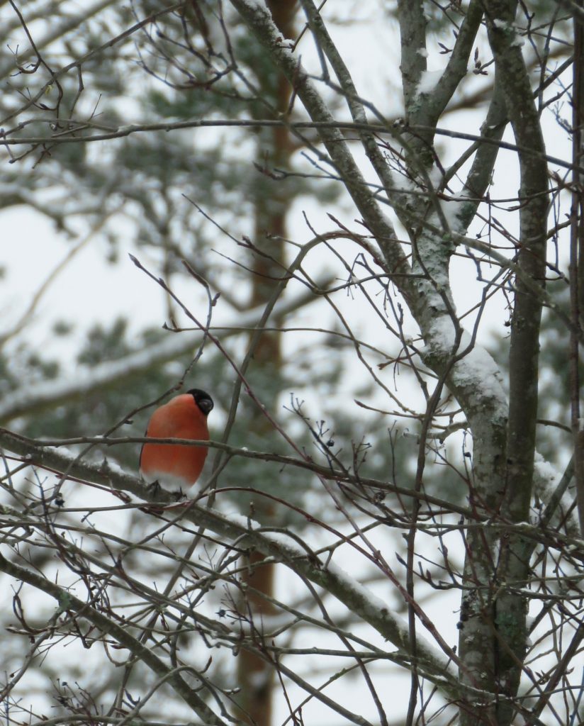 Valokuvaaja: Olivia Kuuri-Riutta