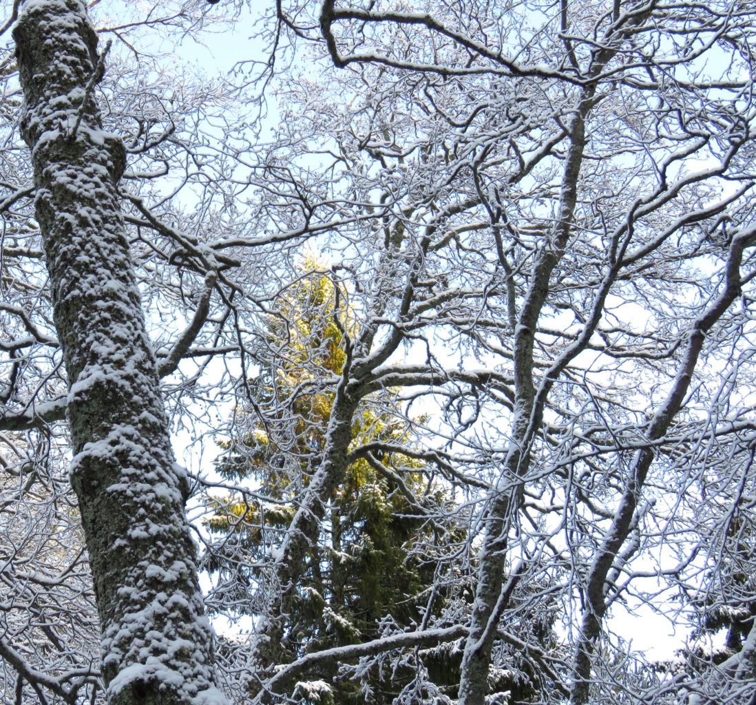 Valokuvaaja: Olivia Kuuri-Riutta