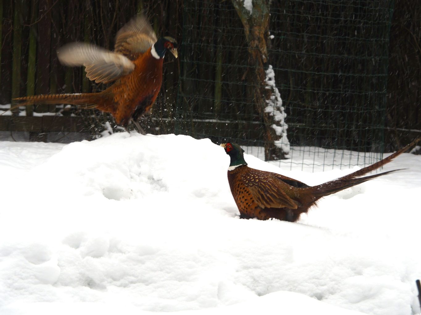 Valokuvaaja: Sonja Lahtinen