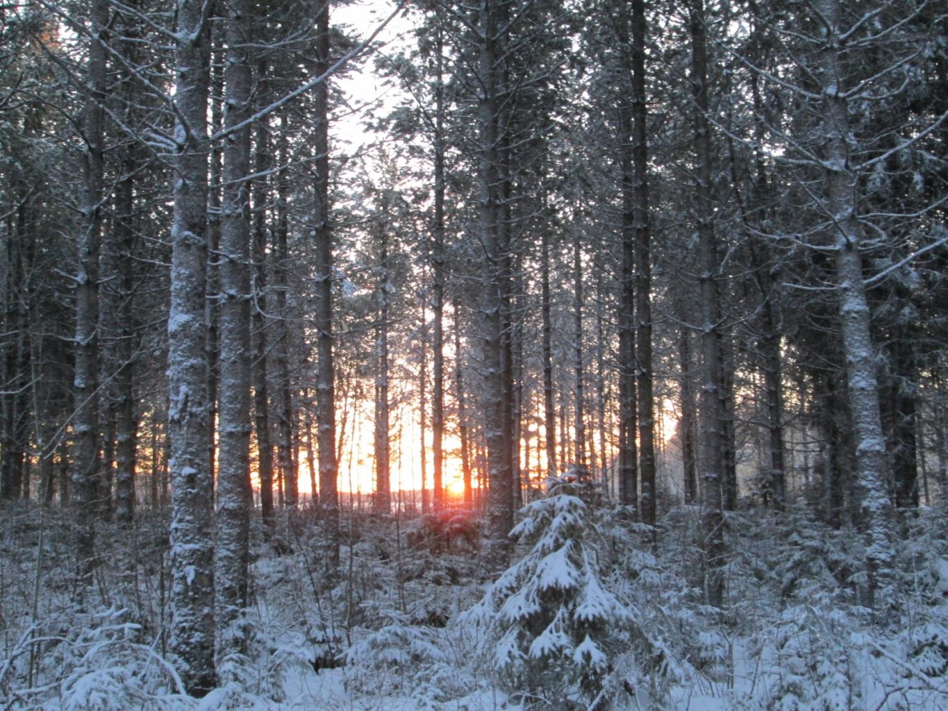 Valokuvaaja: Samu Kähtävä Valokuvaaja: Samu Kähtävä