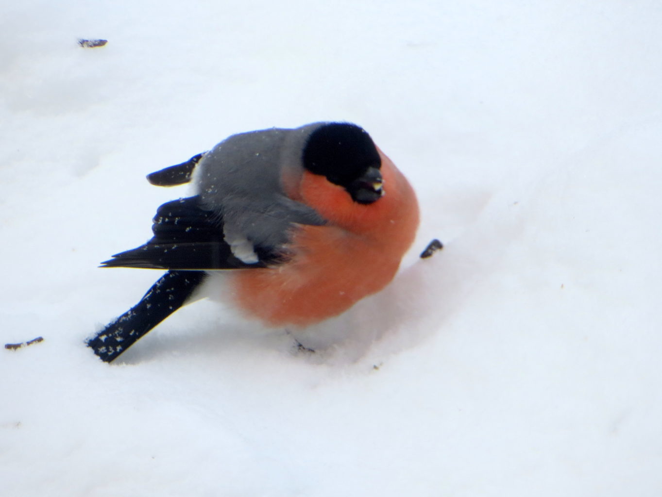 Valokuvaaja: Sirkka Ruotoistenmäki