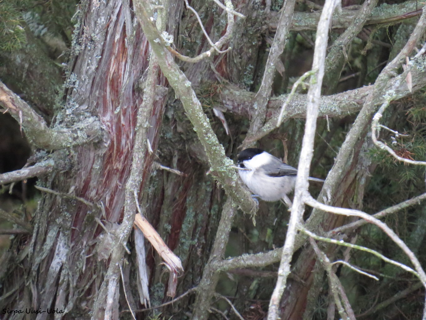 Valokuvaaja: Sirpa Uusi-Uola