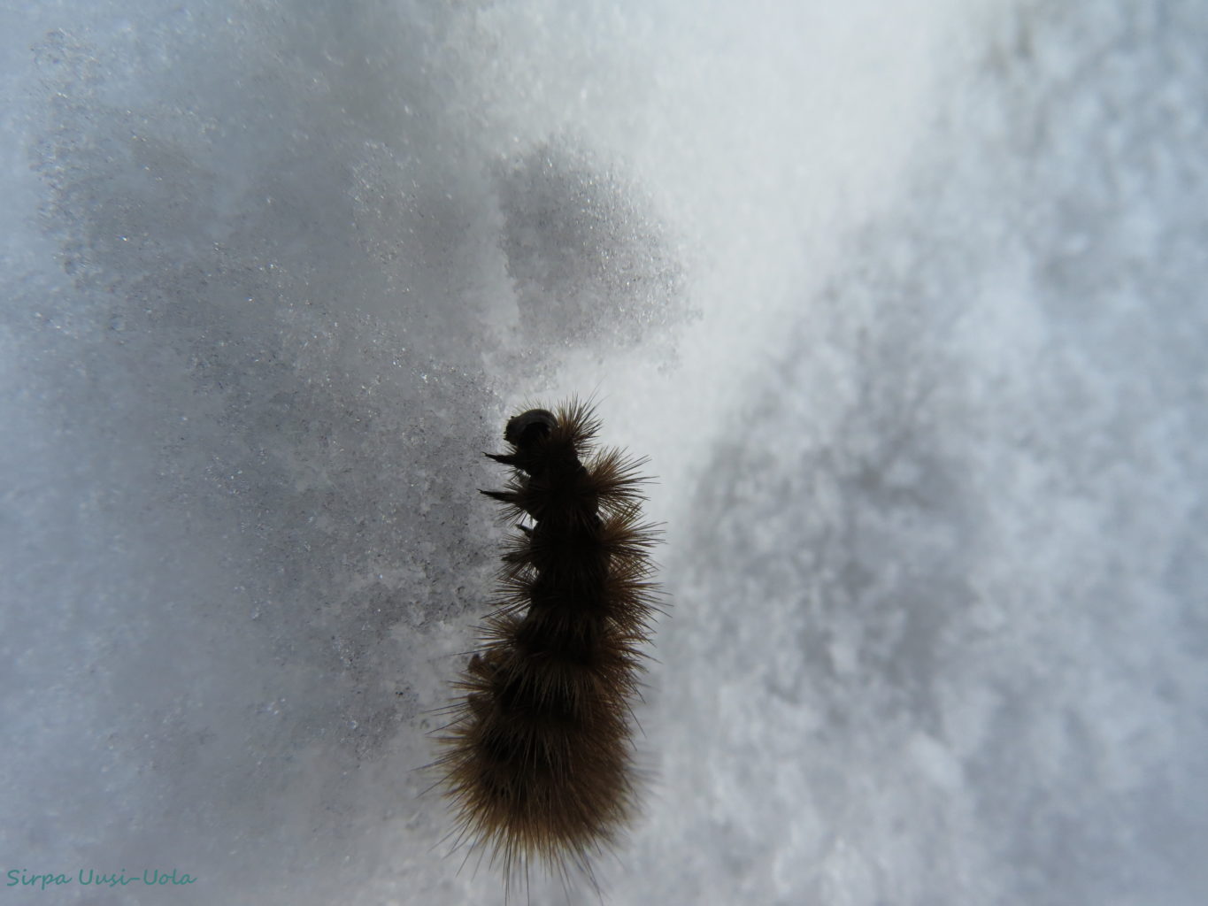 Valokuvaaja: Sirpa Uusi-Uola