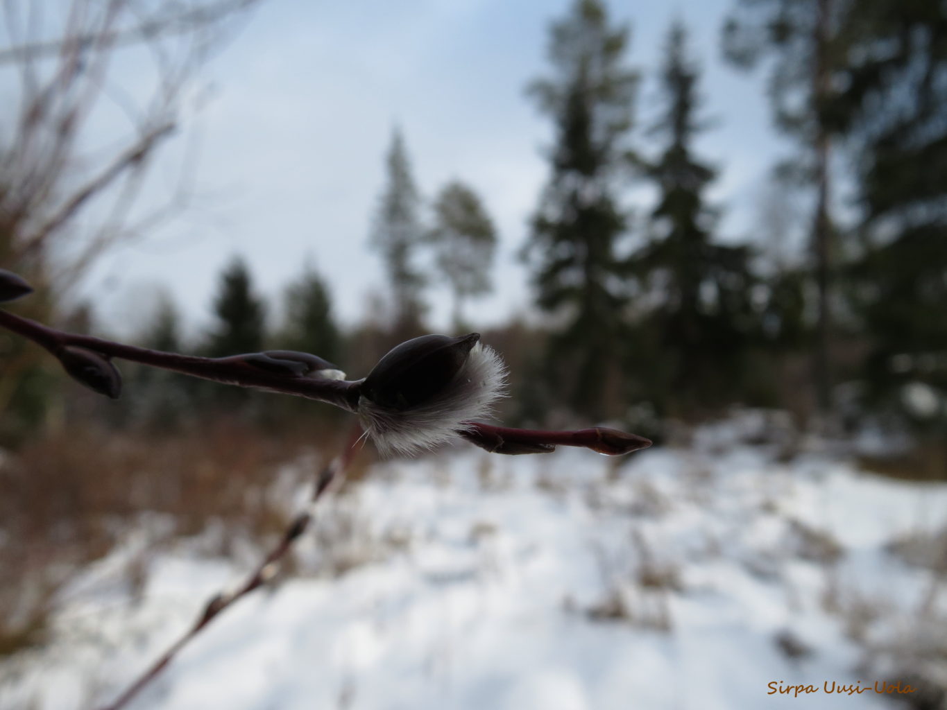 Valokuvaaja: Sirpa Uusi-Uola