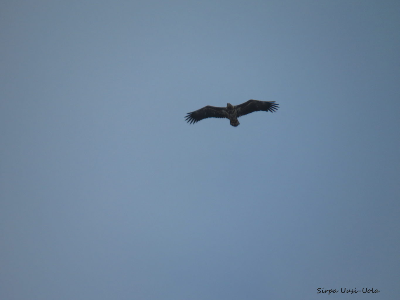 Valokuvaaja: Sirpa Uusi-Uola