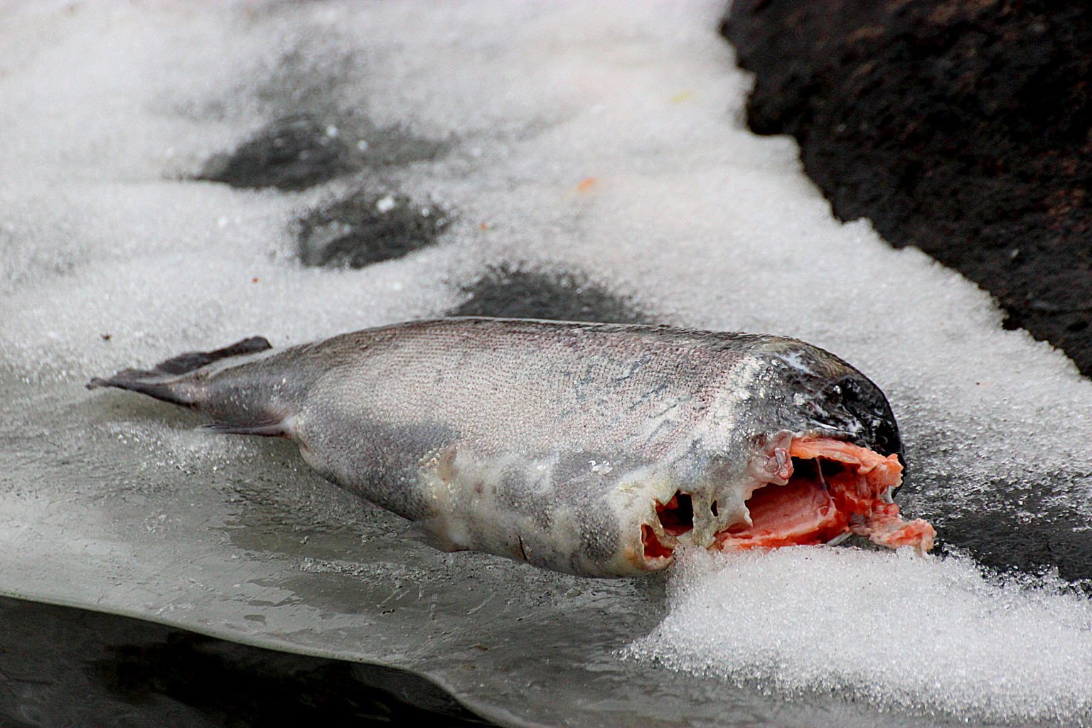 Valokuvaaja: Irja lehtinen