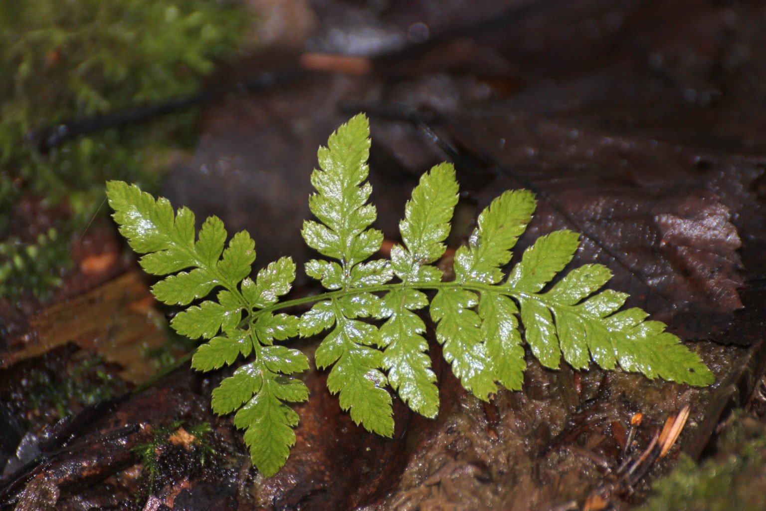 Valokuvaaja: Irja lehtinen