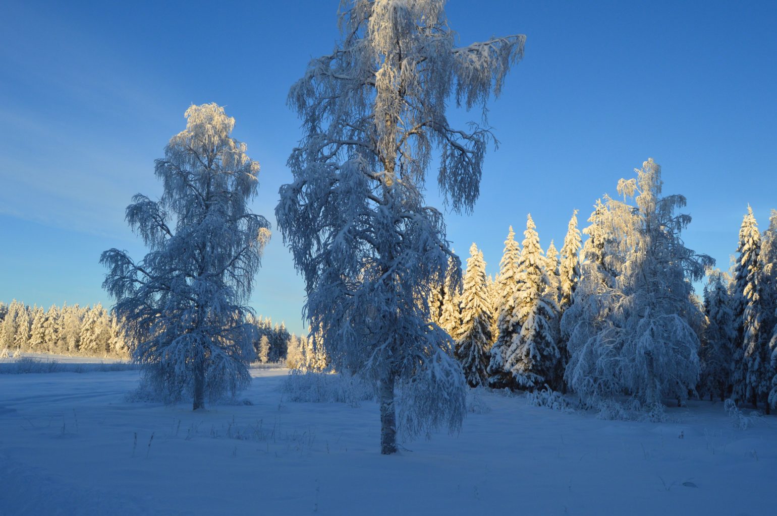 Valokuvaaja: Anna-Liisa Palomaa